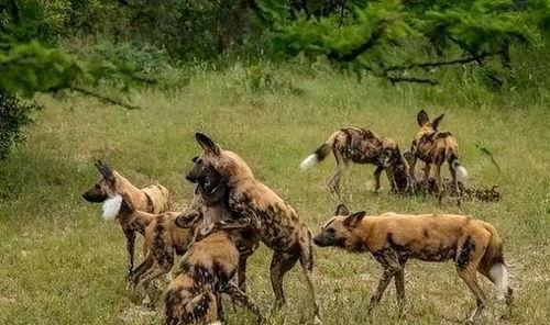 野犬家族,荒野中的生存传奇